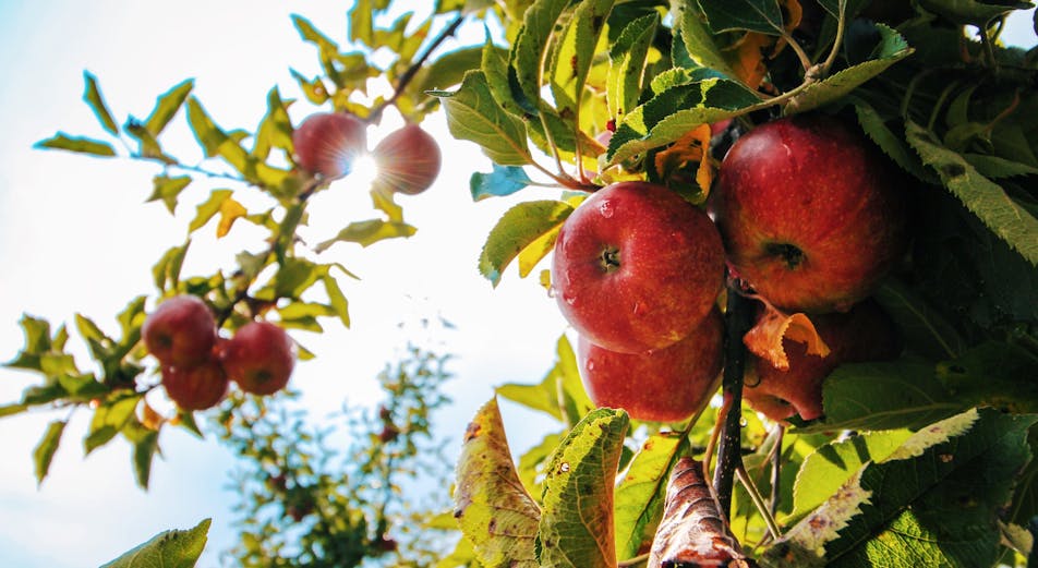 Beskjære epletrær: Slik gjør du det