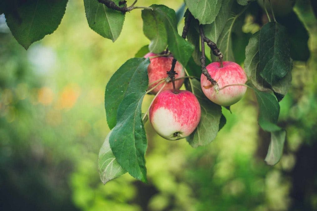 Omenoita omenapuussa
