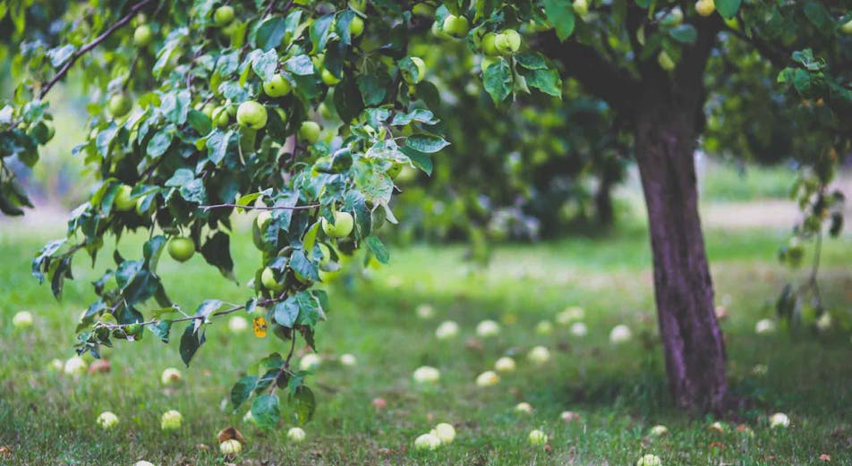 Guide: Beskæring af æbletræer - sådan gør du