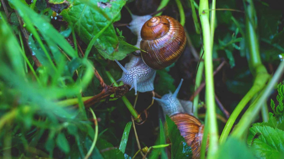 Nærbilde av snegler