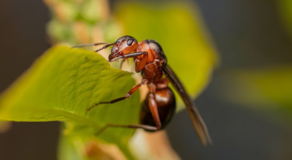 Guide: Bli av med silverfiskar, möss, sniglar och andra skadedjur