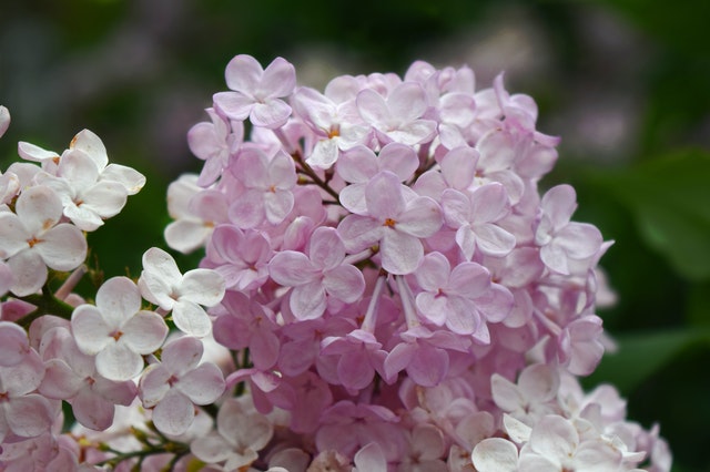 Nærbilde av en plantet blomst