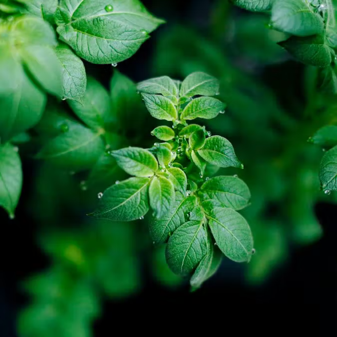 Nærbilde av en plantet blomst