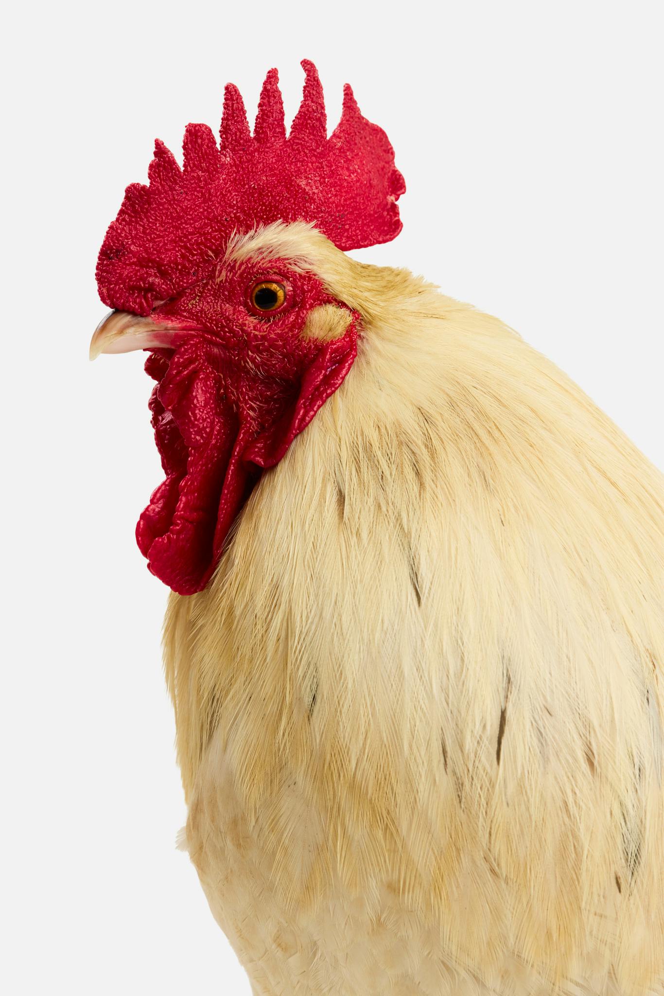 Tama Hē Hē, the rooster, photographed at Haywood Sanctuary.