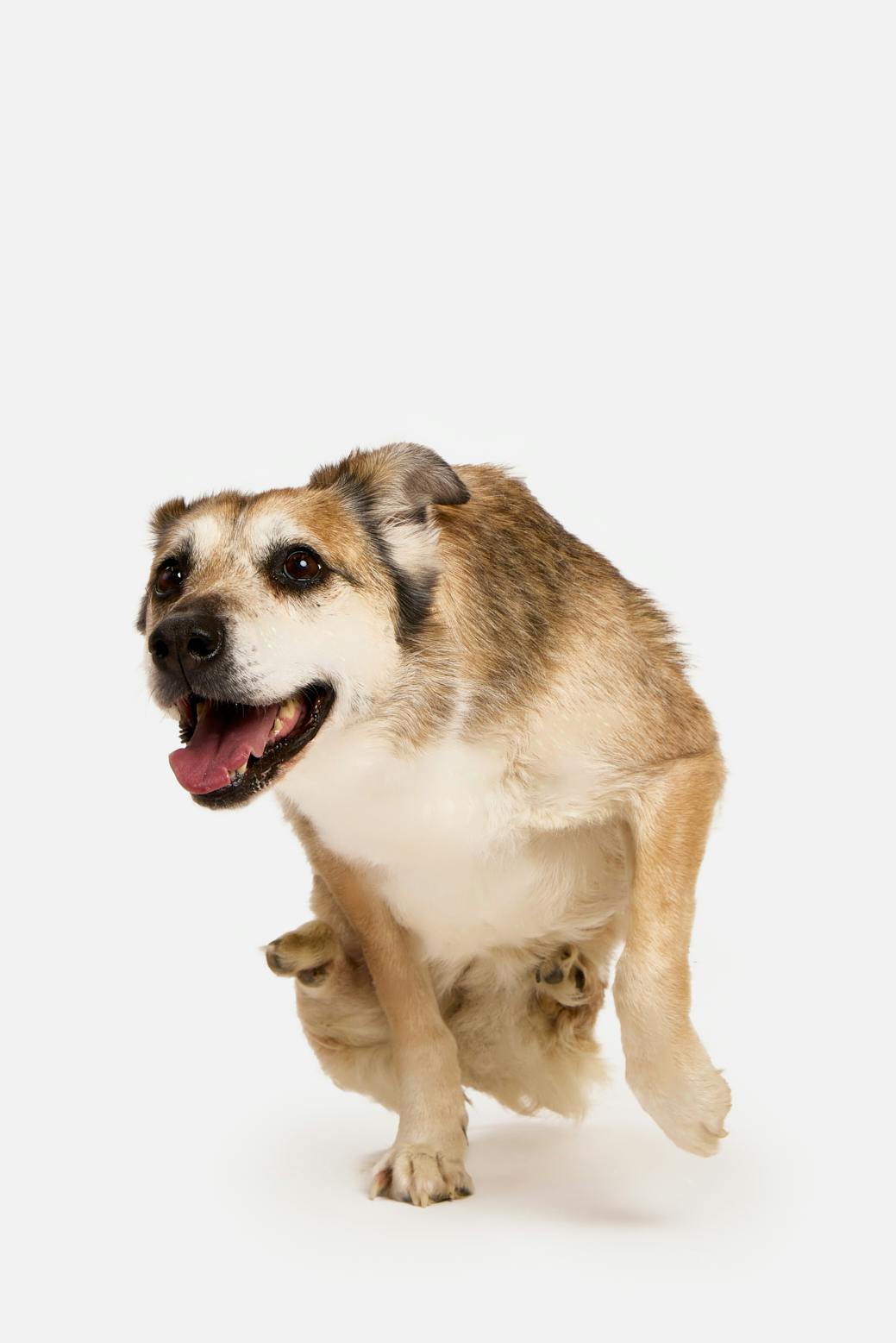 Budgie, the dog who walks on his front legs, photographed for the HUHA Legacy Collection.
