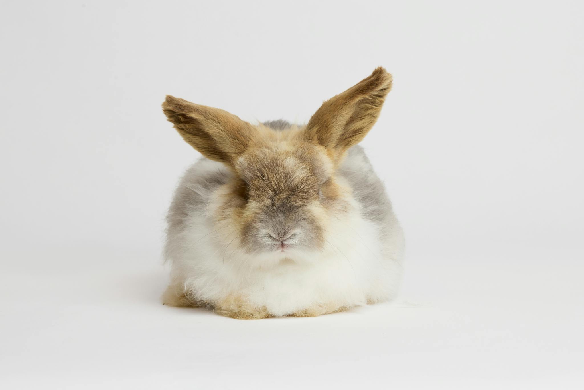 Geoff, the bunny rabbit, photographed at Haywood Sanctuary.