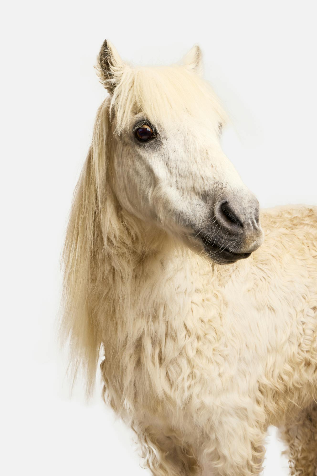 A beautiful white pony with a gentle spirit.
