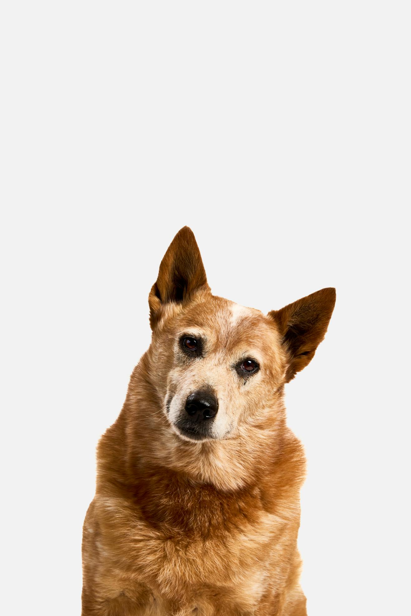 Mokey, a deaf dog saved from euthanasia, photographed for the HUHA Legacy Collection.