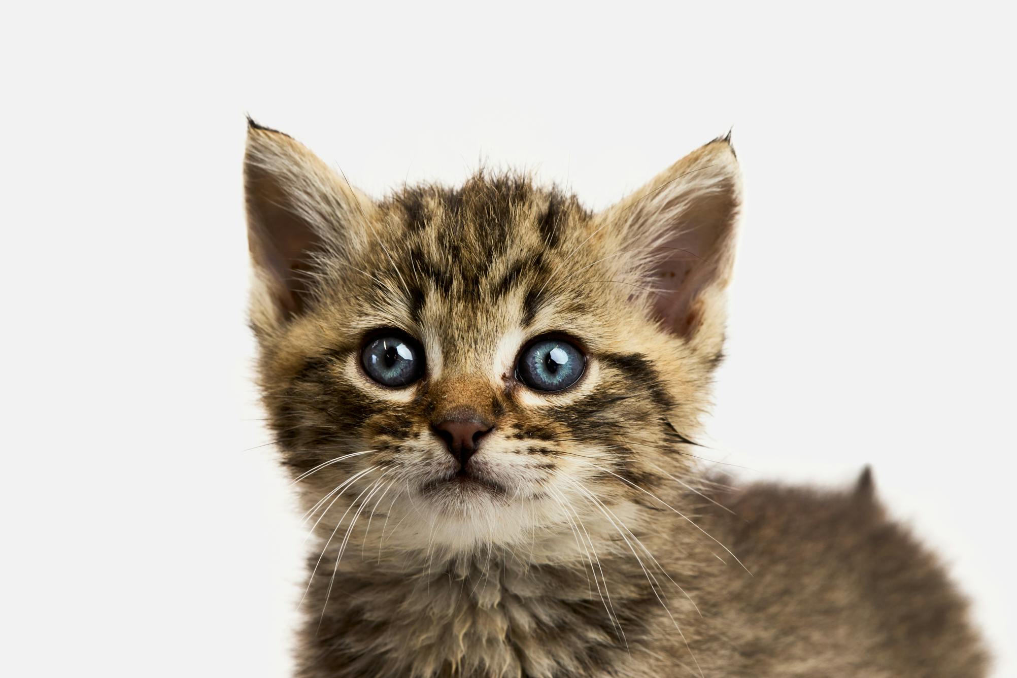 Lincoln a playful kitten, photographed at Haywood Sanctuary.