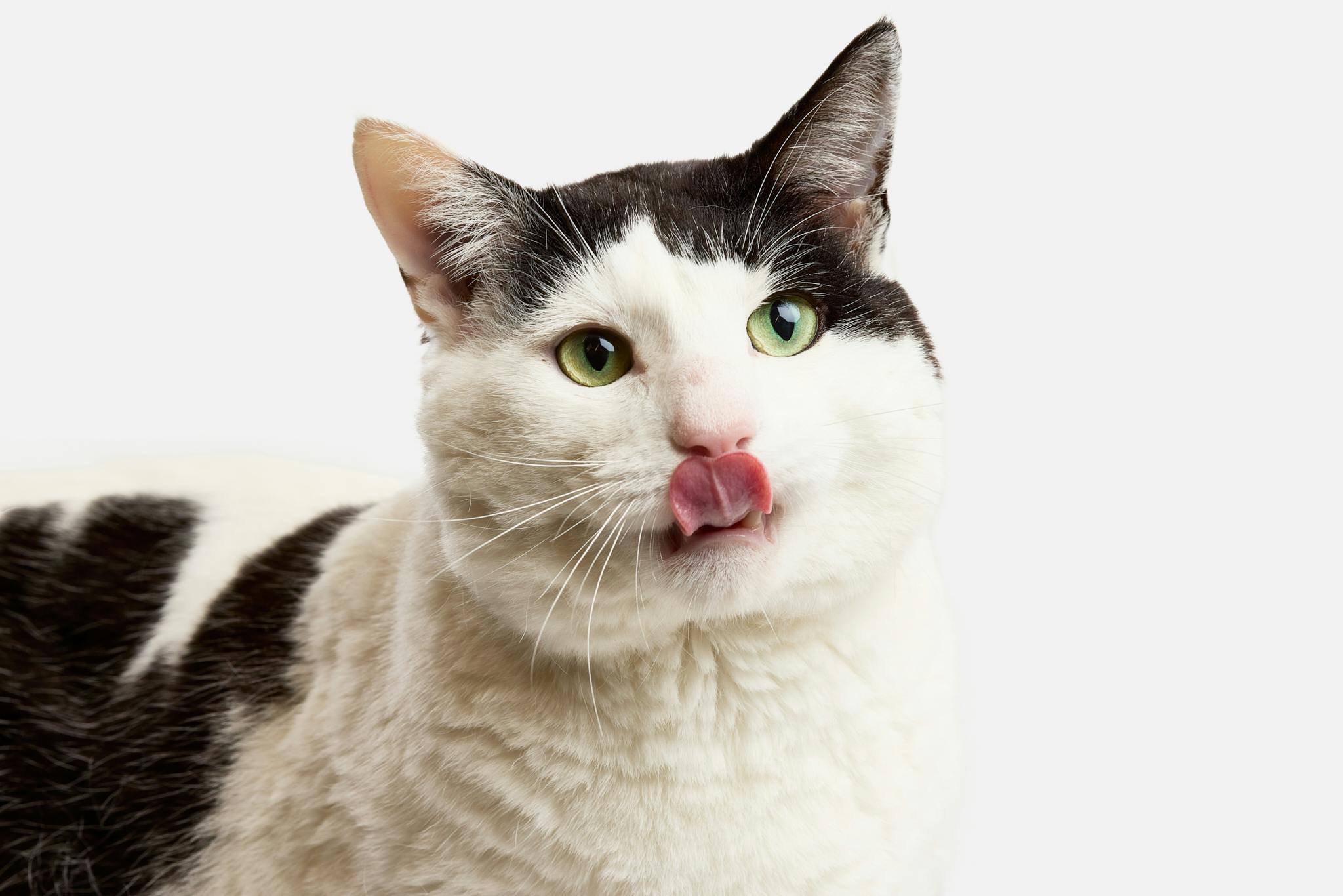 Diamond Joe, a black-and-white cat with FIV, photographed for the HUHA Legacy Collection.