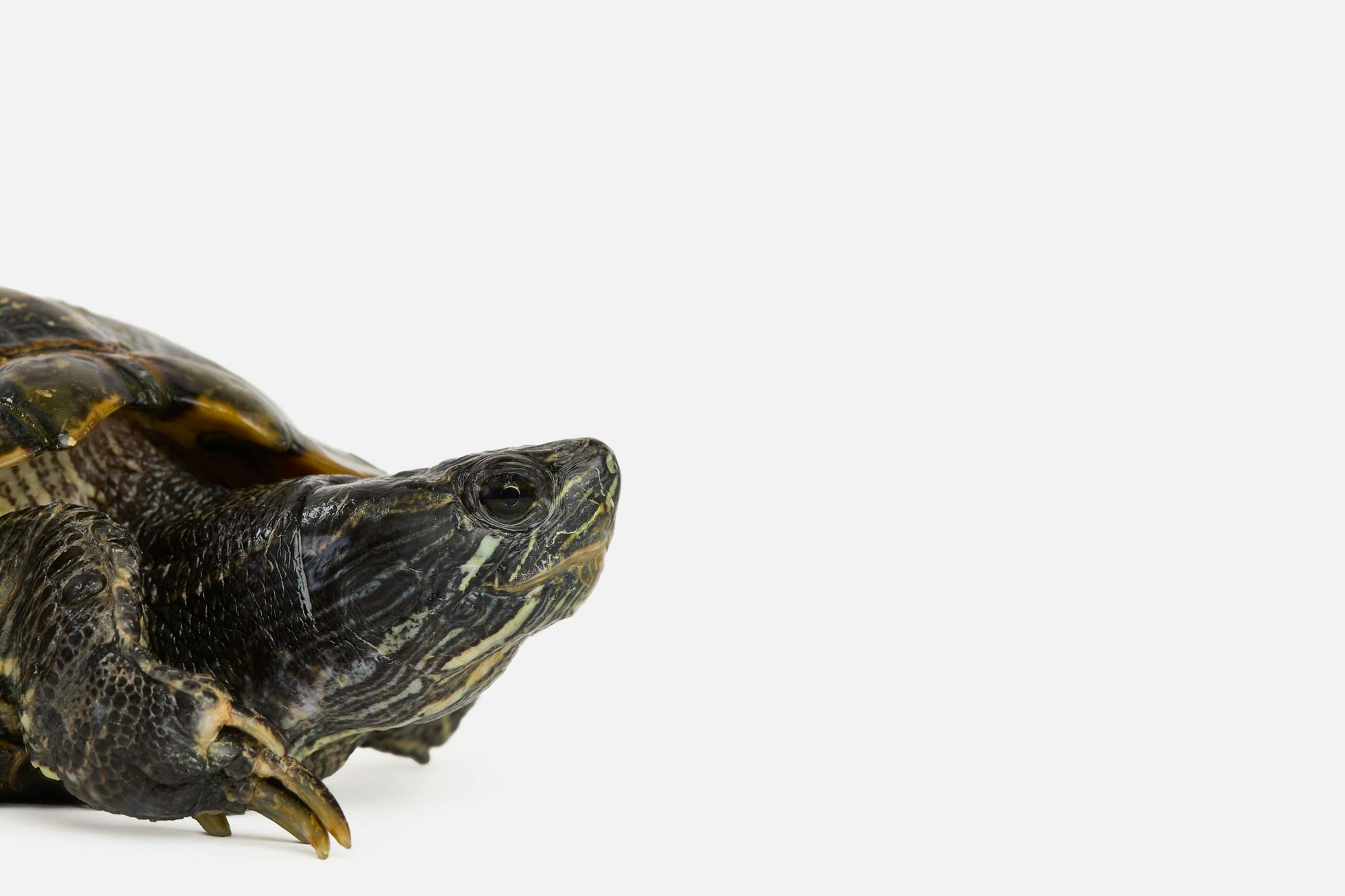 Steldon, the turtle, photographed for the HUHA Legacy Collection.