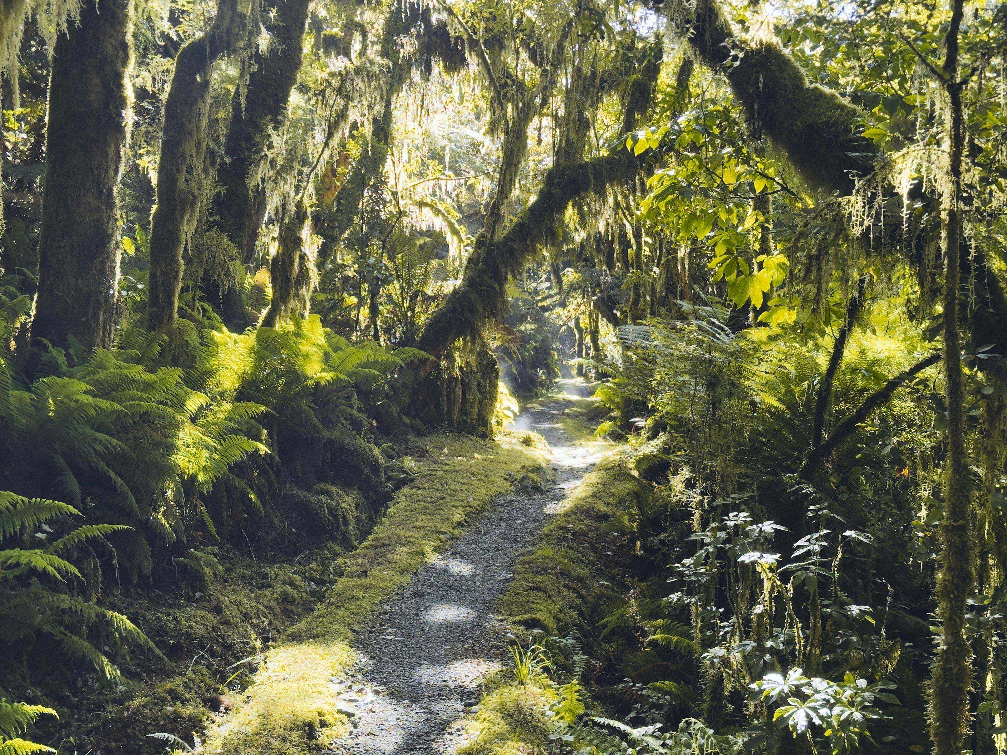 Rainforest