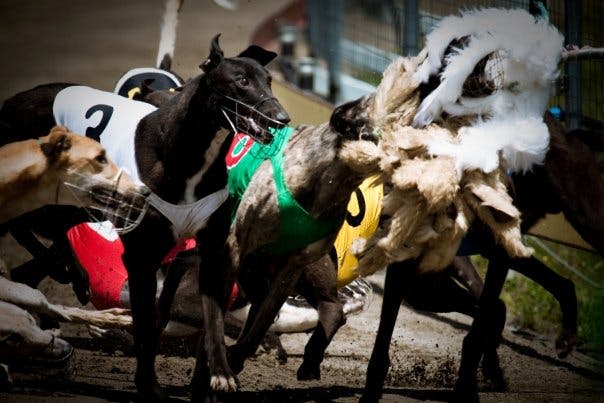 Greyhound Racing in Manawatu 2008