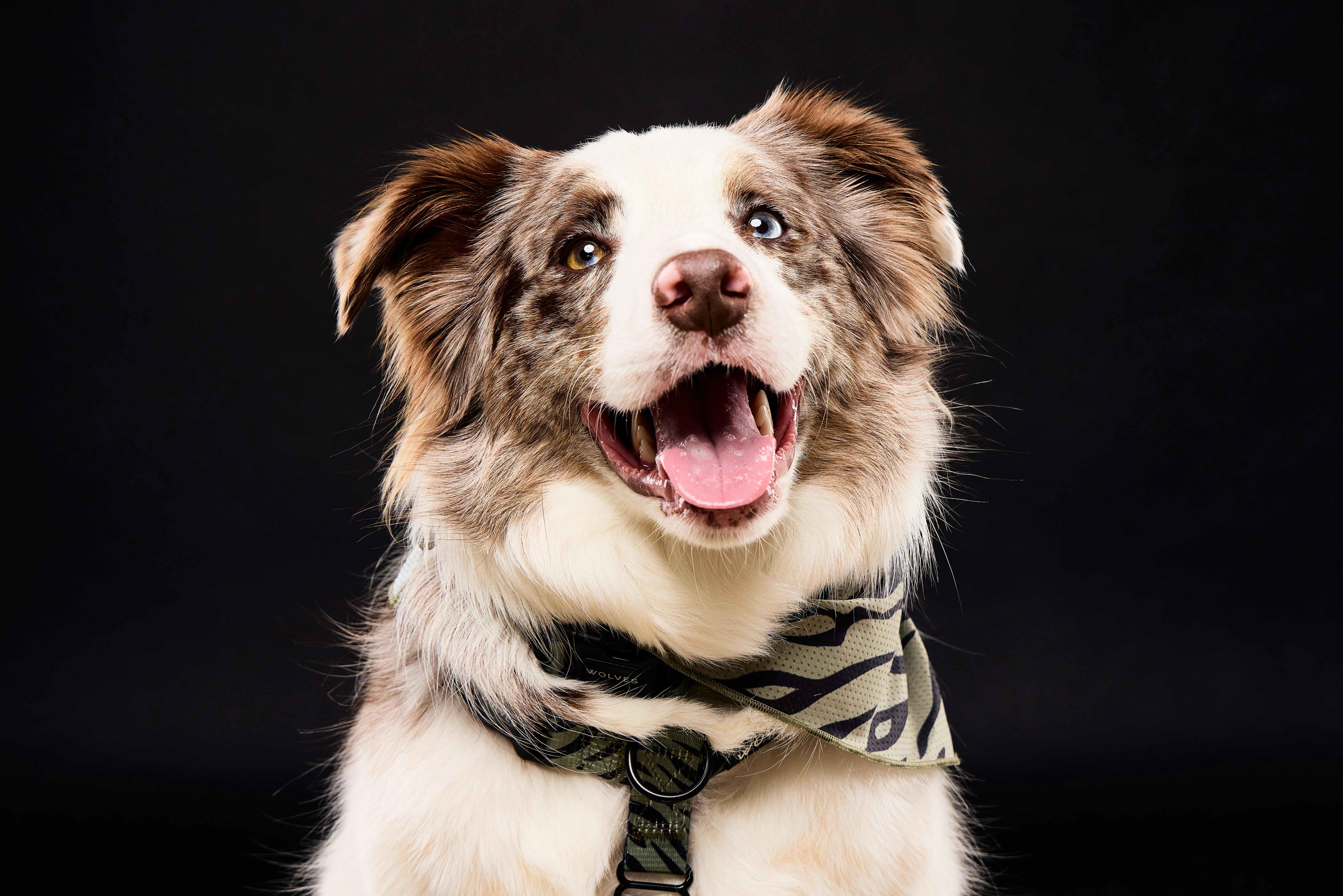 2yo Male Border Collie - Bowie