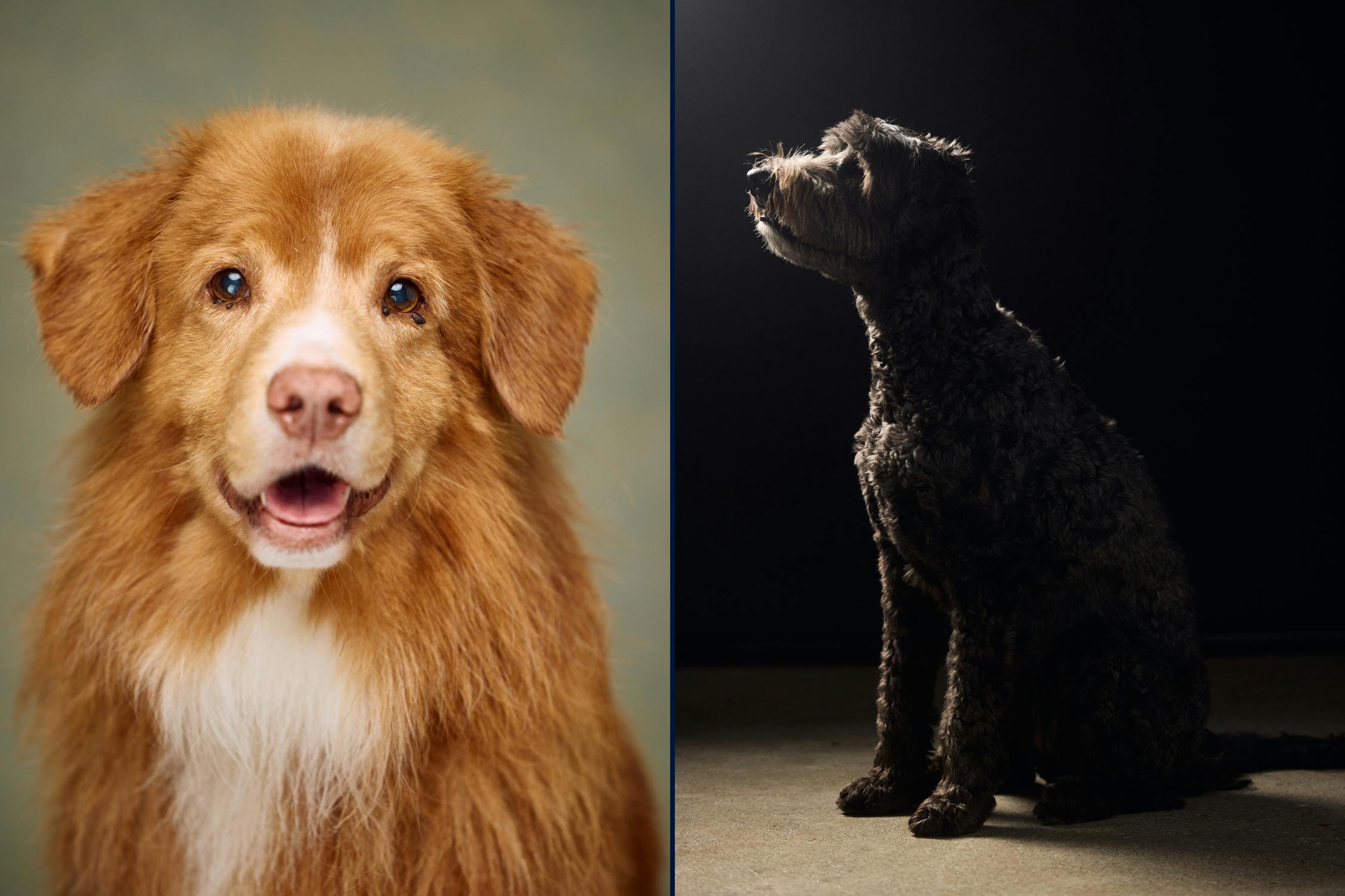 Split studio dog portrait in Wellington showing soft octabox lighting and dramatic directional lighting style