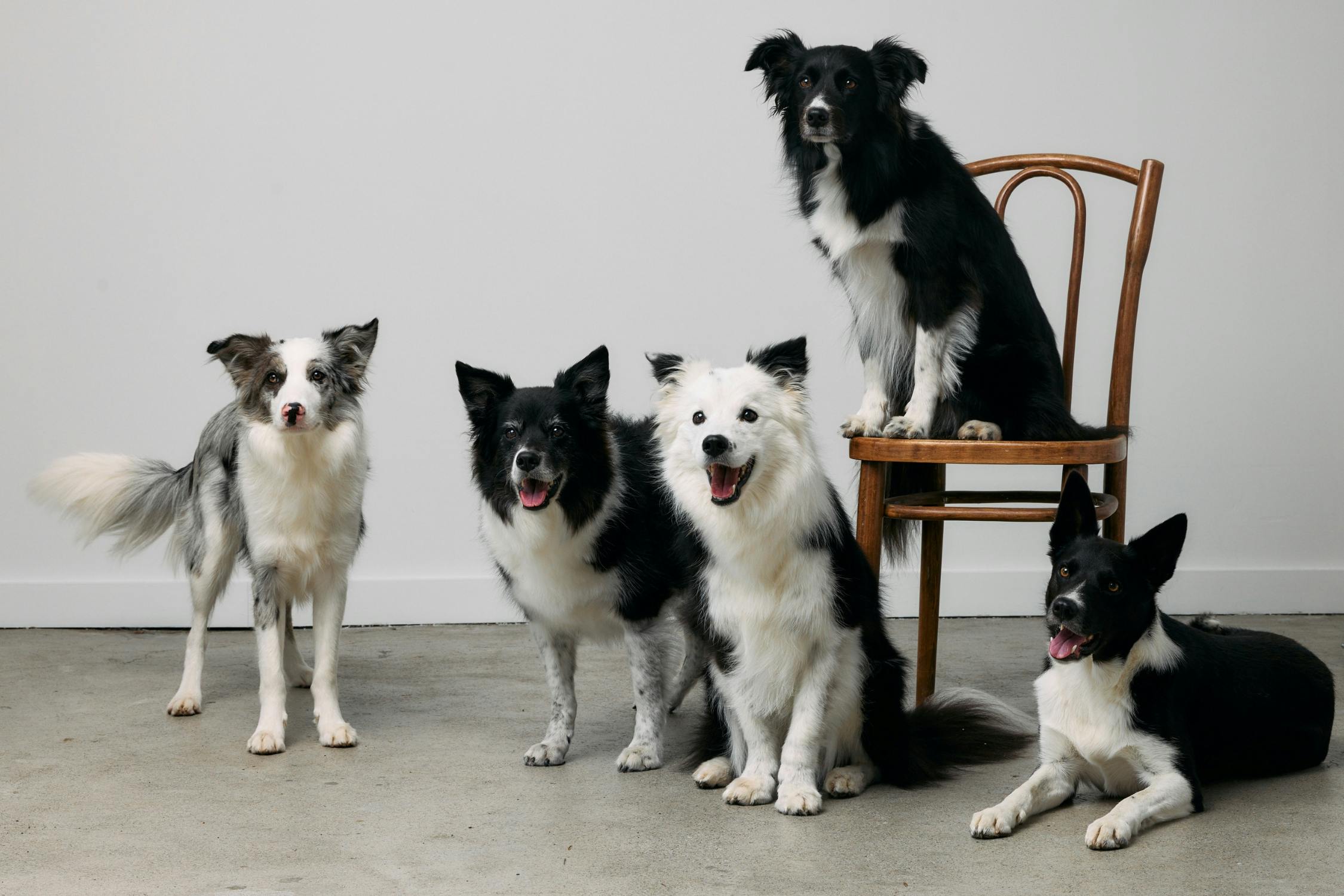 Five border collies photographed in a Wellington pet portrait studio with chairs and neutral backdrop