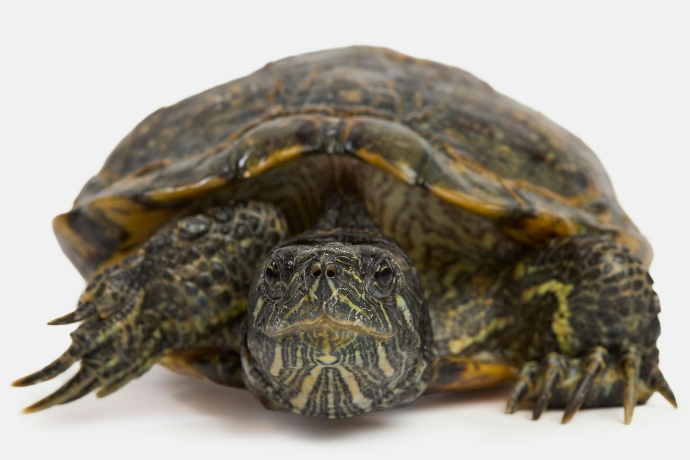 Studio portrait of a turtle photographed in Wellington with controlled lighting