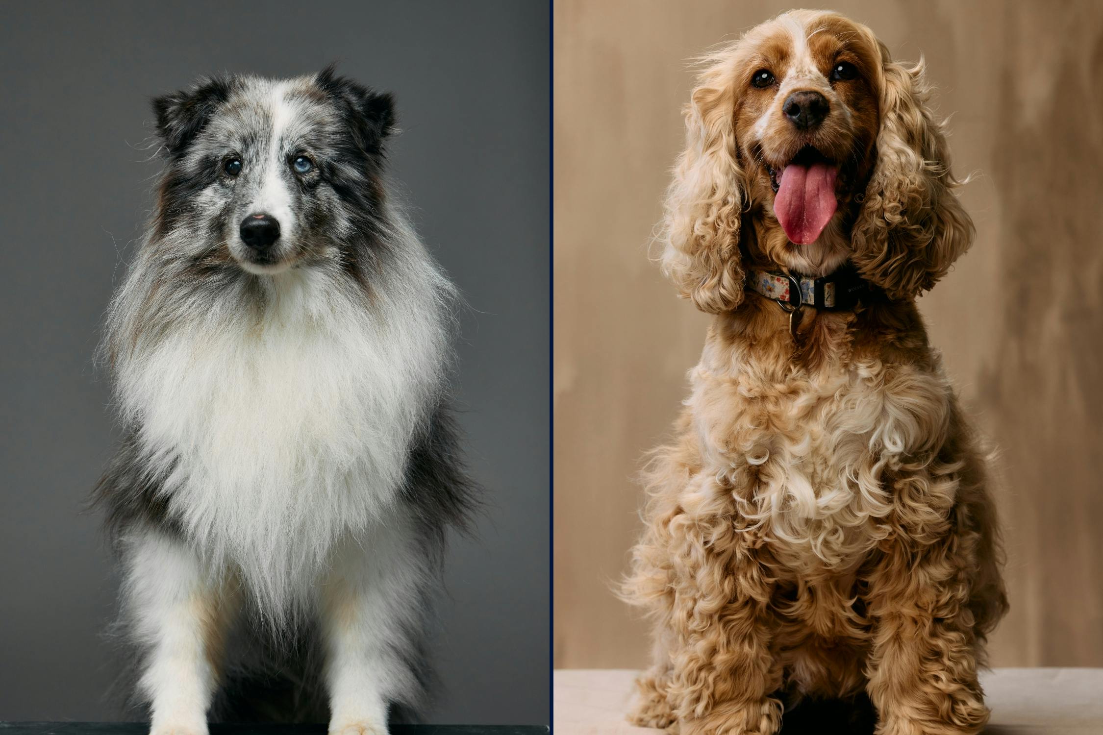 Two professional dog portraits photographed in a Wellington studio with grey and textured backdrops