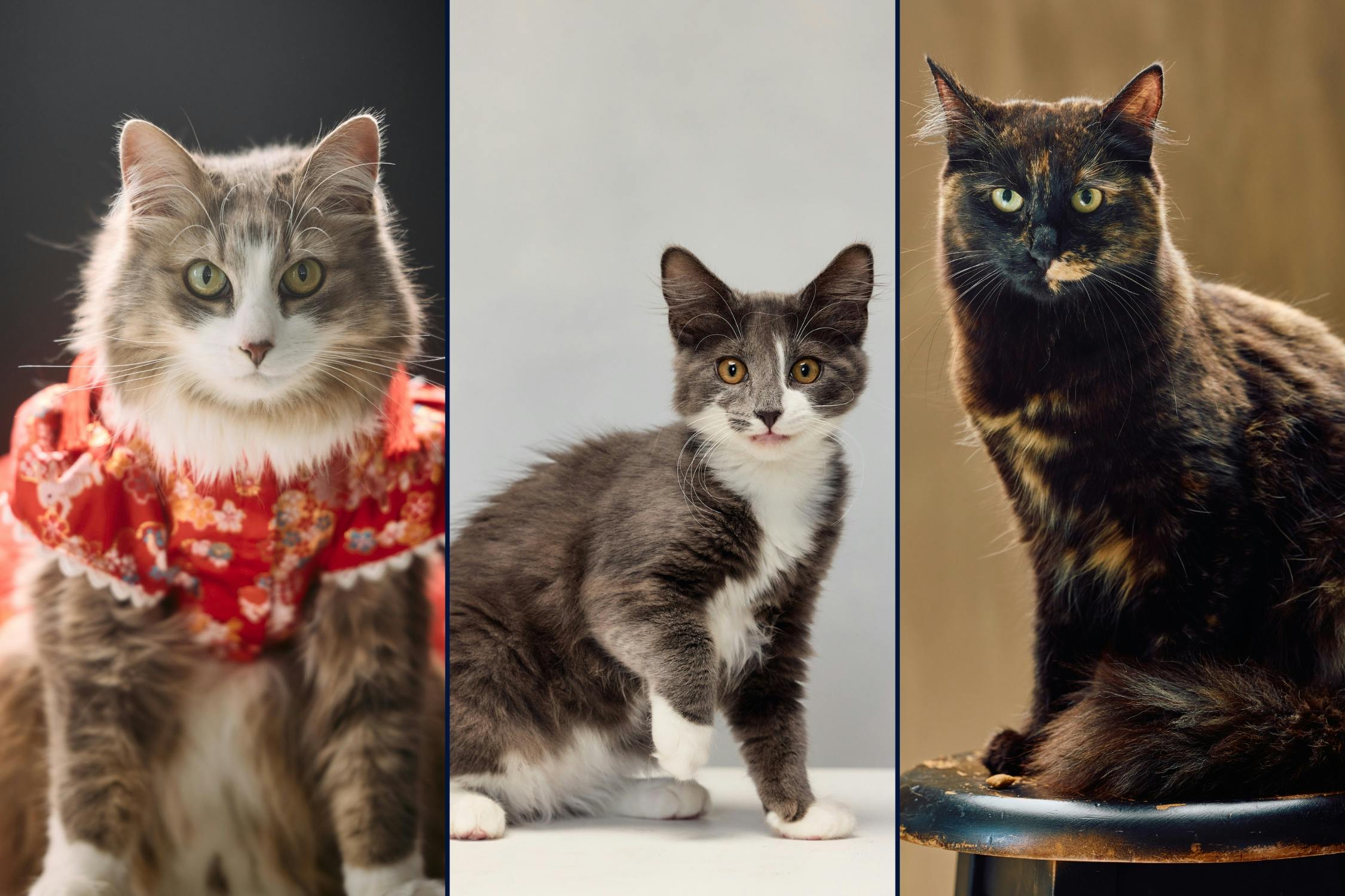 Professional cat portraits photographed in a Wellington studio with fine art backdrops