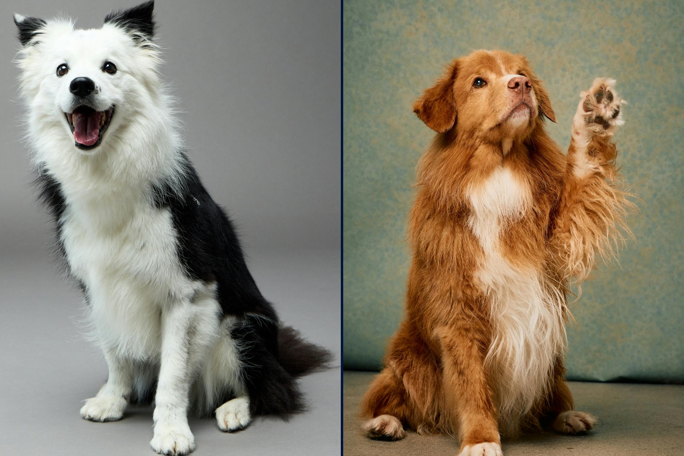 Studio dog portraits in Wellington showing natural expression and trained paw pose