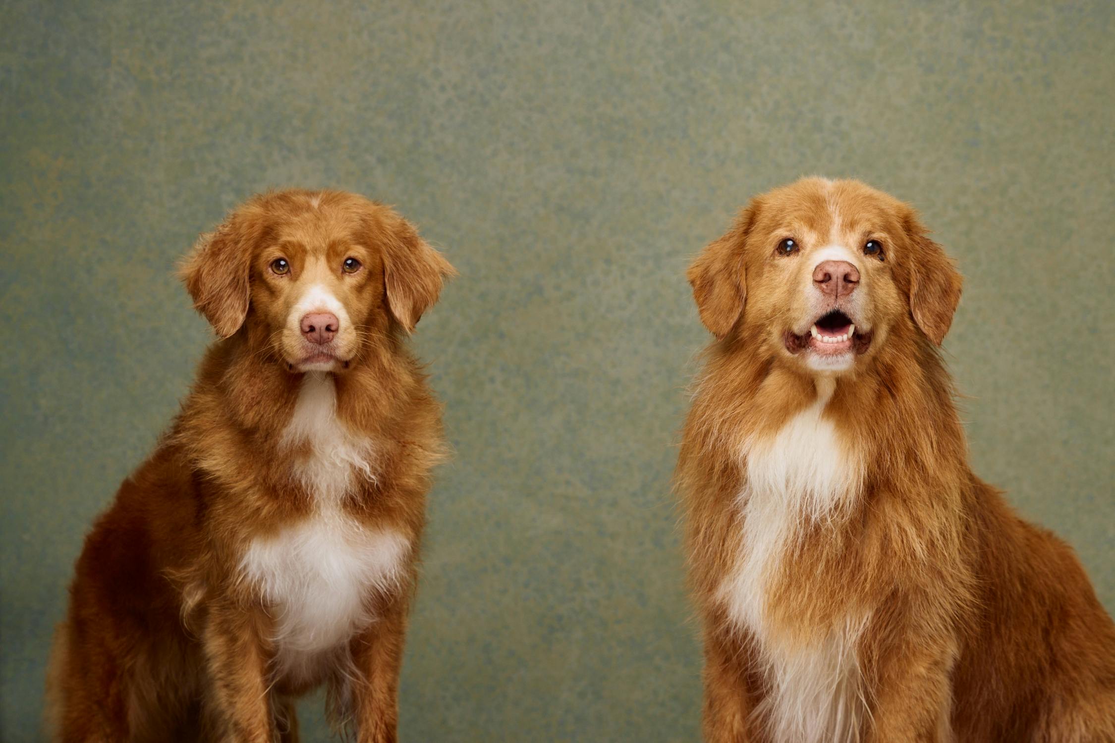 Two Nova Scotia Duck Tolling Retrievers photographed in a Wellington pet portrait studio