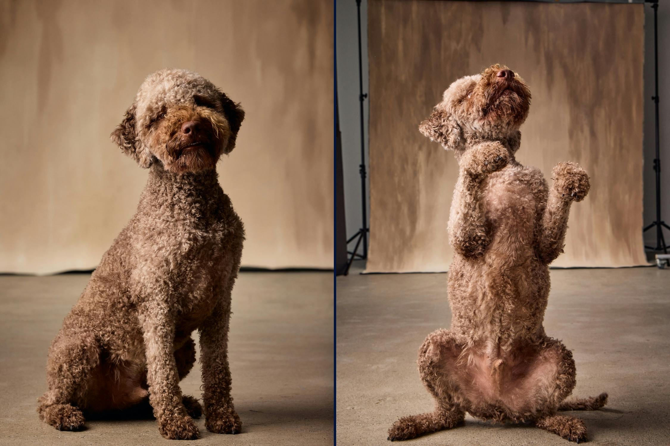 Professional studio dog portraits in Wellington showing trained sitting and upright poses