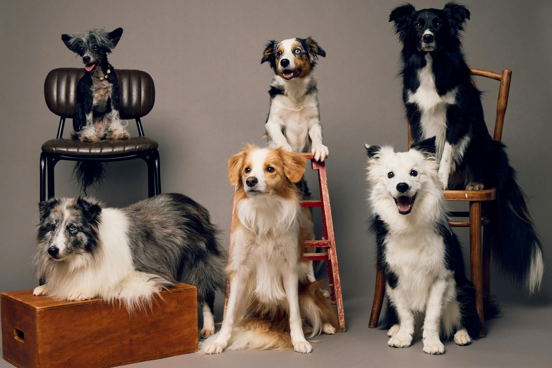 Six dogs photographed together in a professional Wellington pet portrait studio