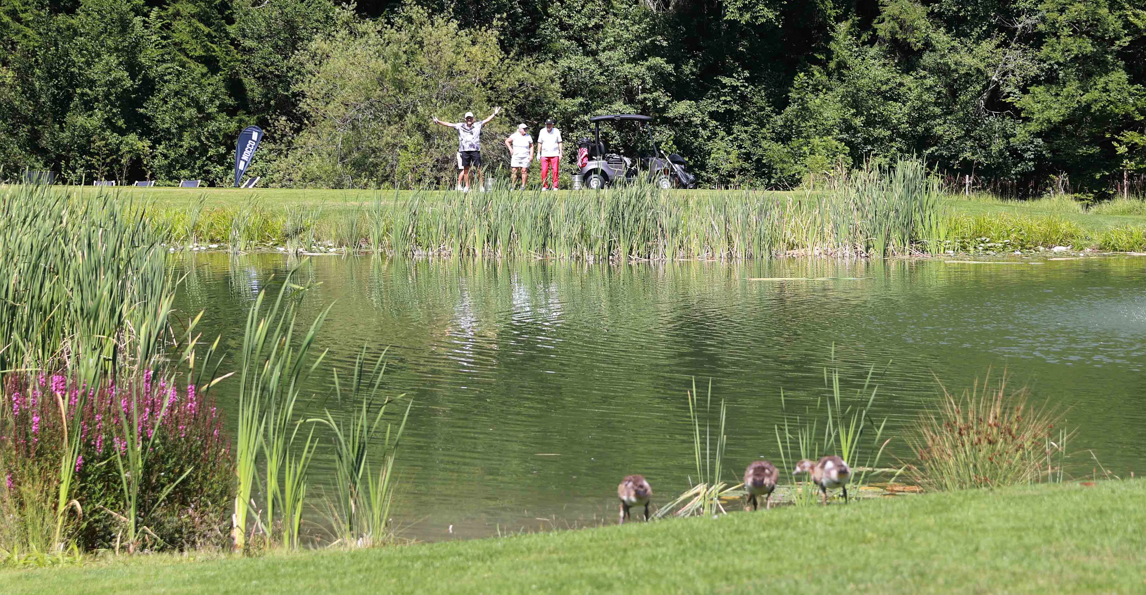 Personen stehen am Ufer eines Teiches mit kleinen Enten auf dem Golfplatz