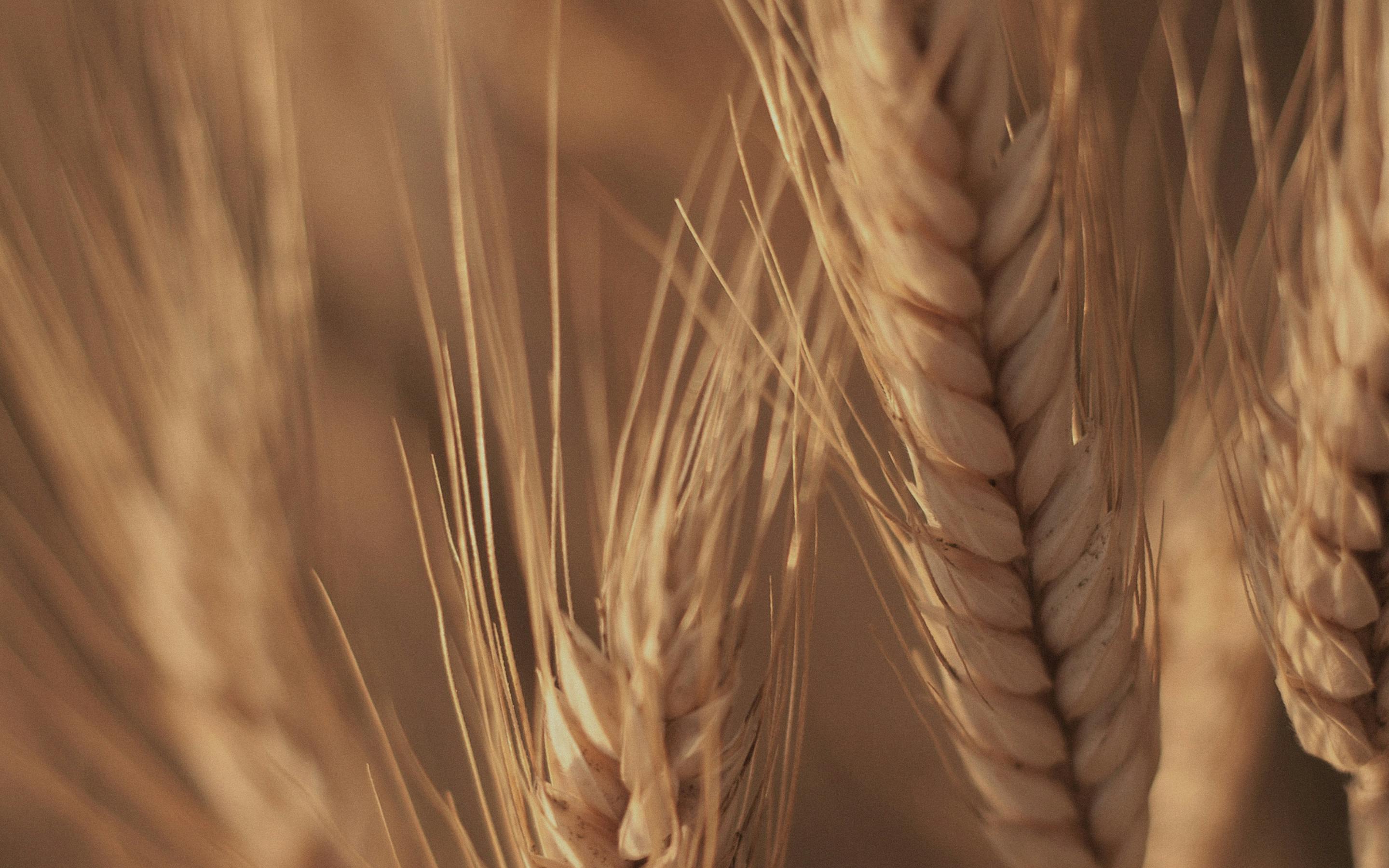 Close-up photo of wheat in field