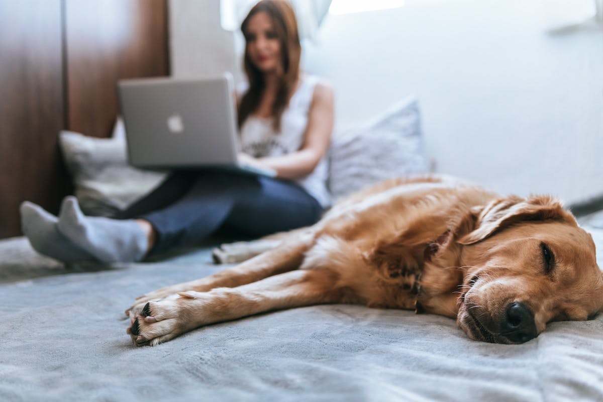 Woman working on laptop from bed next to sleeping dog