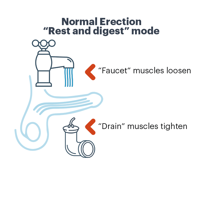 Normal erection like open faucet and closed drain infographic