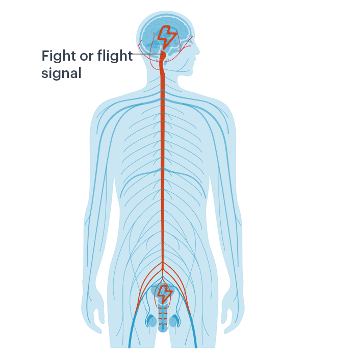 FIght or flight sympathetic nervous system erectile dysfunction infographic