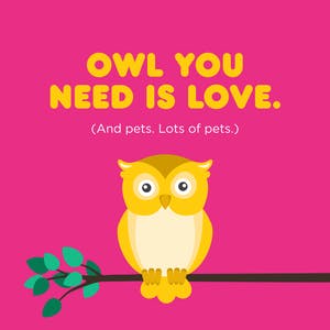 An illustrated own standing on a branch with the text above: Owl you need is love