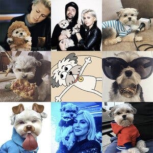 A collage of dogs