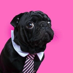 A dog wearing a tie with a pink background