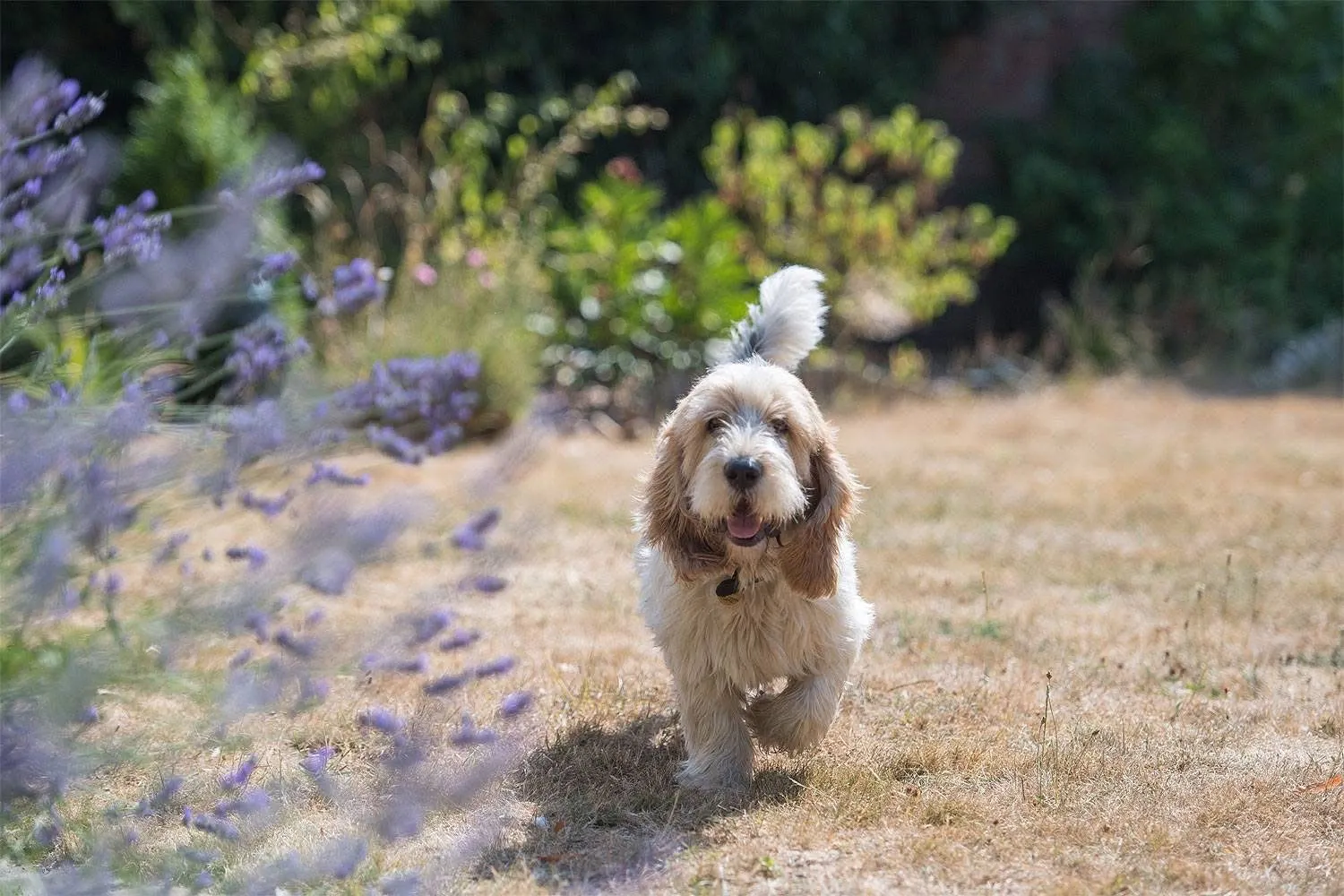 Herbie, the dog who inspired Puddledog PR, running towards lavender