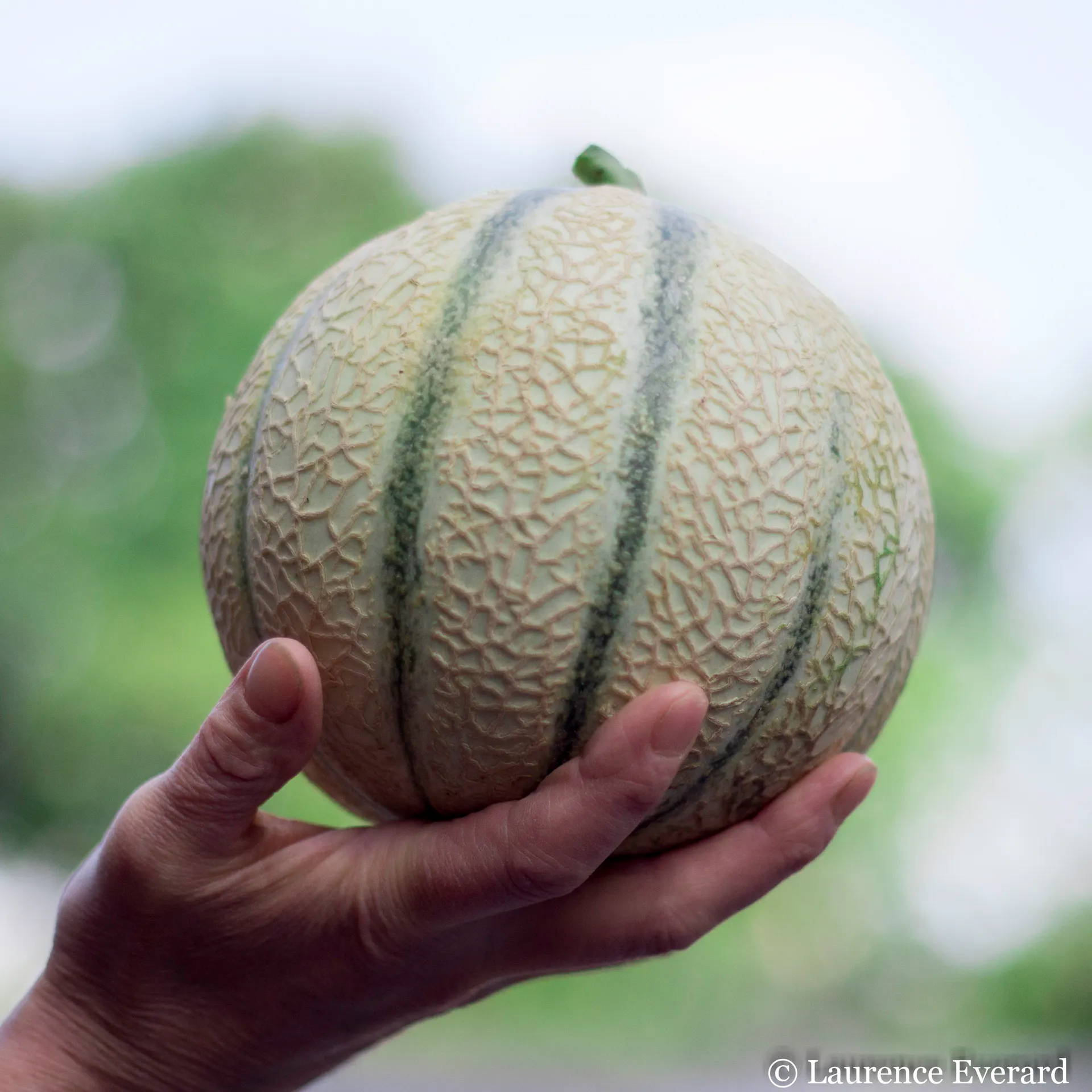 melon