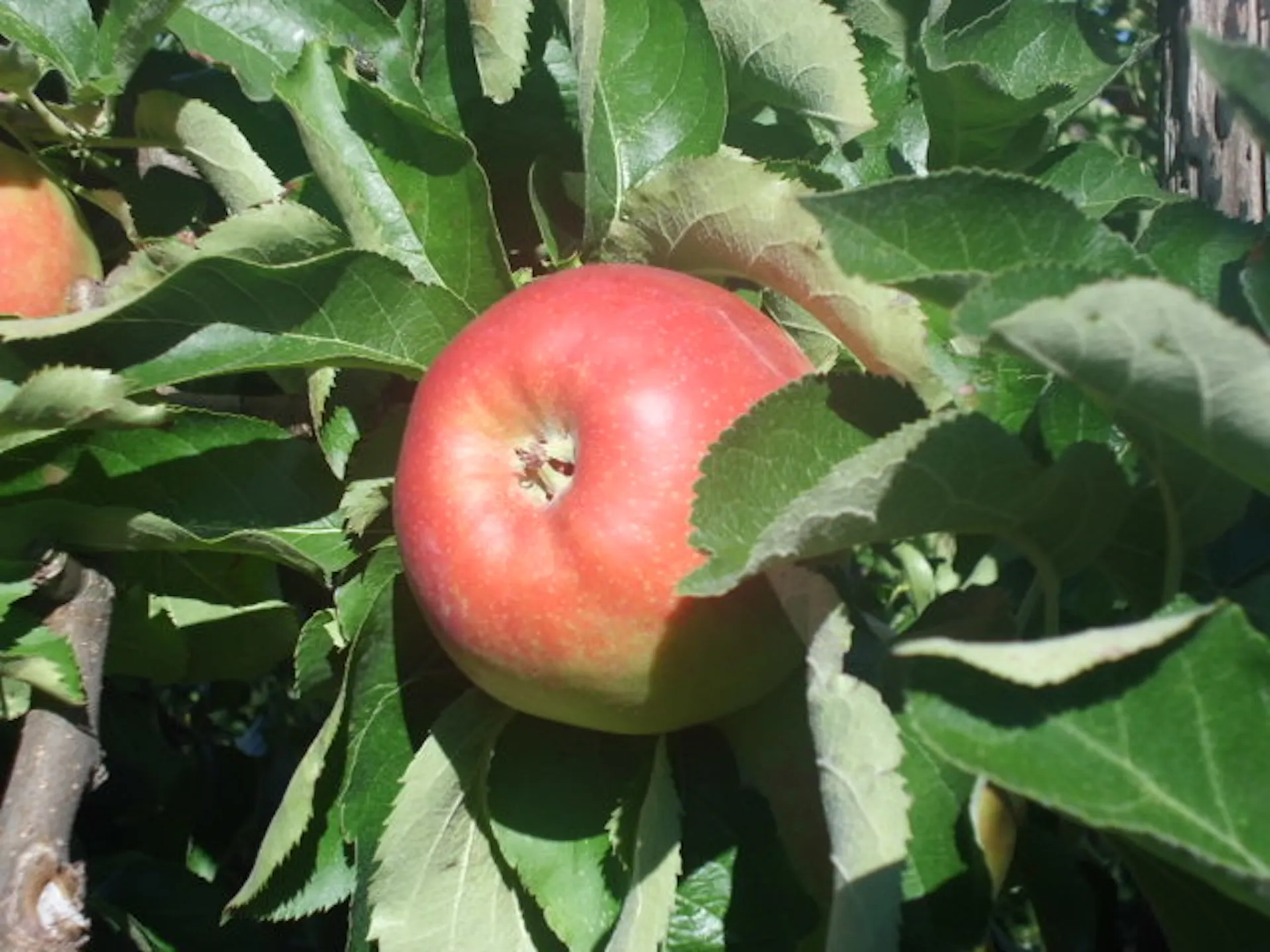 pomme