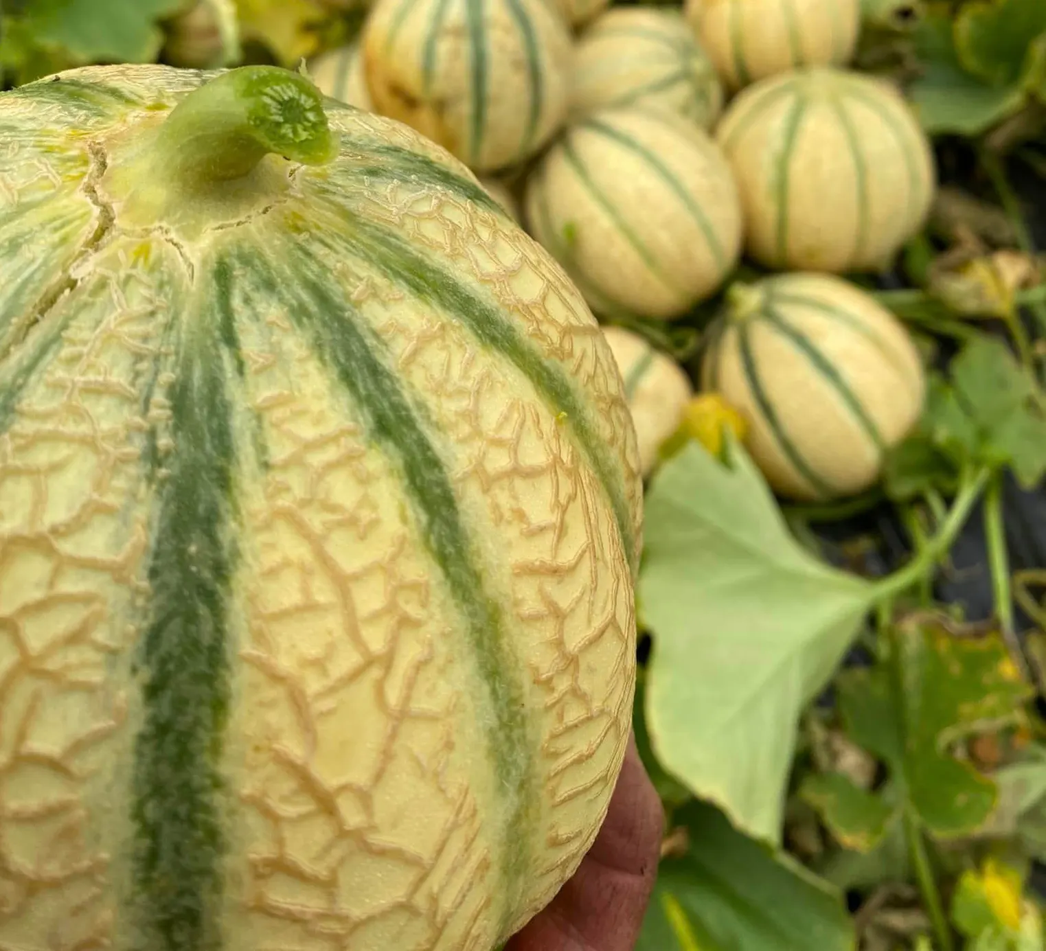 melons