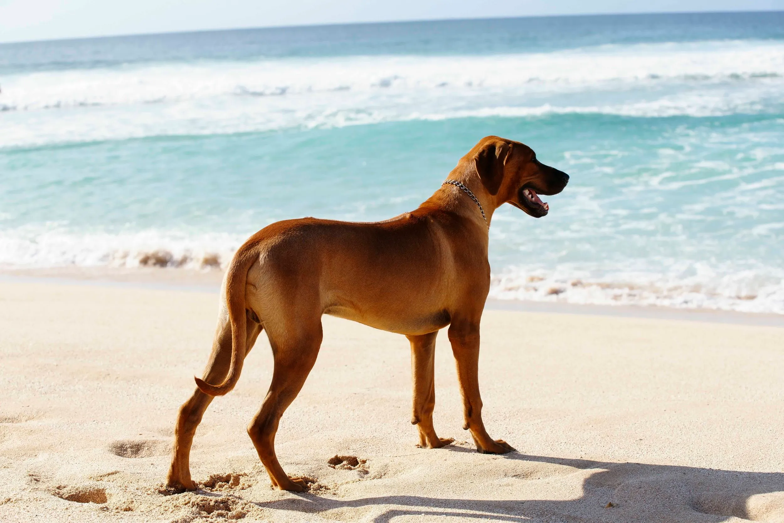 Oak Ridge Prince Rhodesian Ridgeback Pupukearidge Rhodesian Ridgebacks