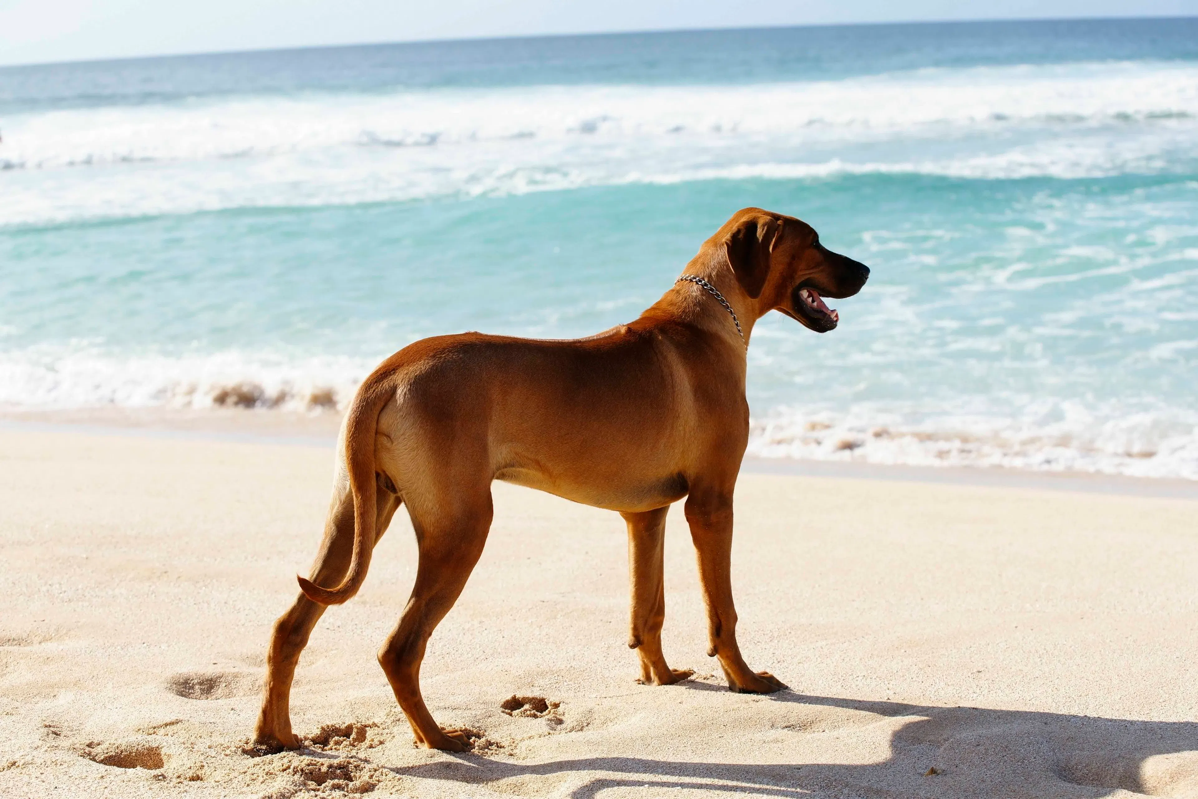 Pupukearidge Rhodesian Ridgebacks