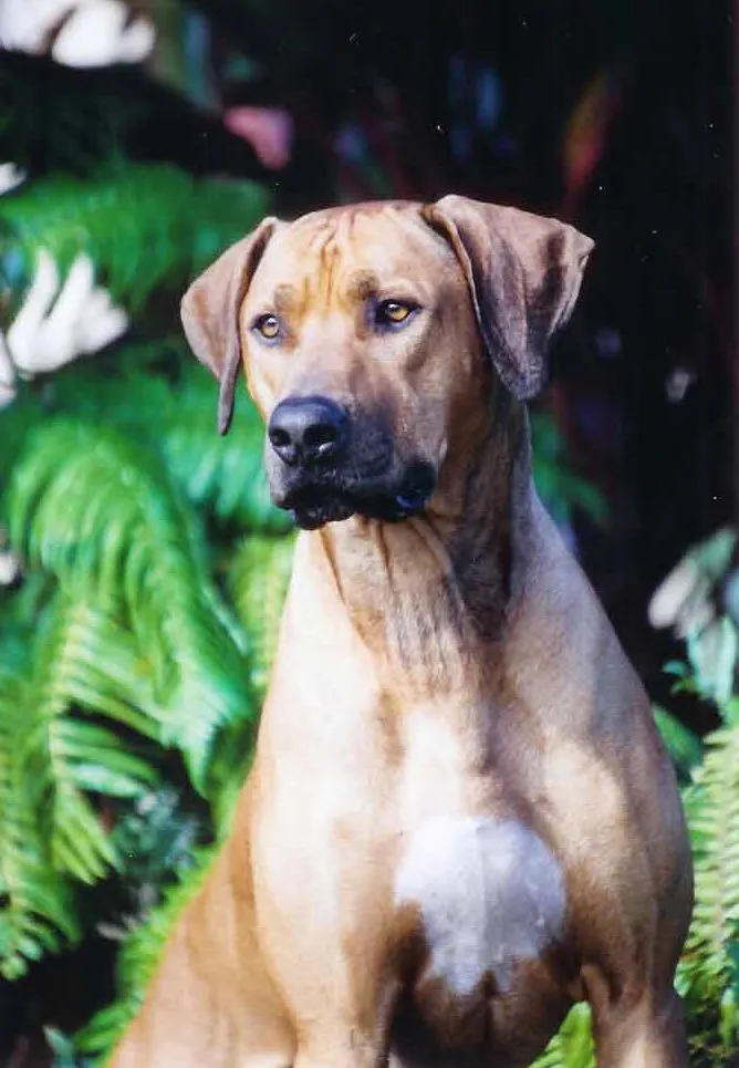 Polynesian Ridgeback Pupukearidge Rhodesian Ridgebacks
