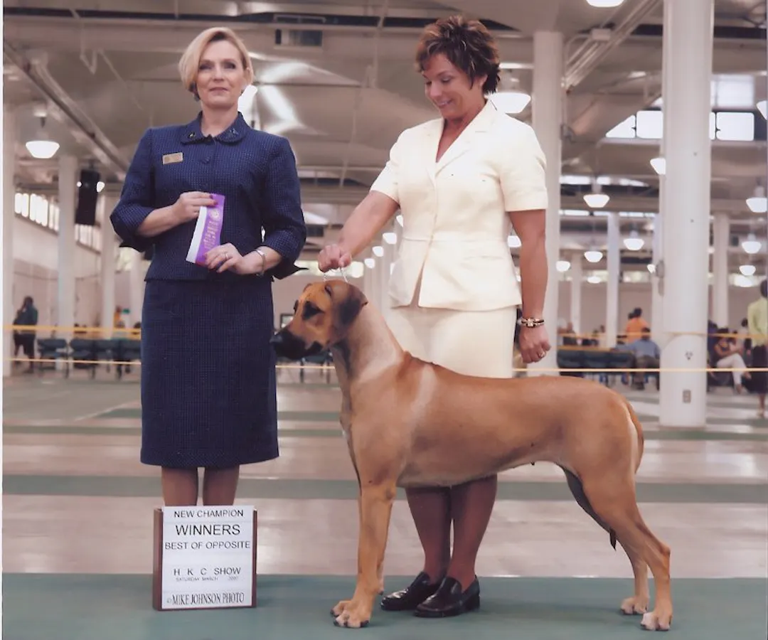 Jen Rudolph Ridgeback Our Award Winning Rhodesian Ridgebacks - Pupukeadridge Rhodesian Ridgebacks