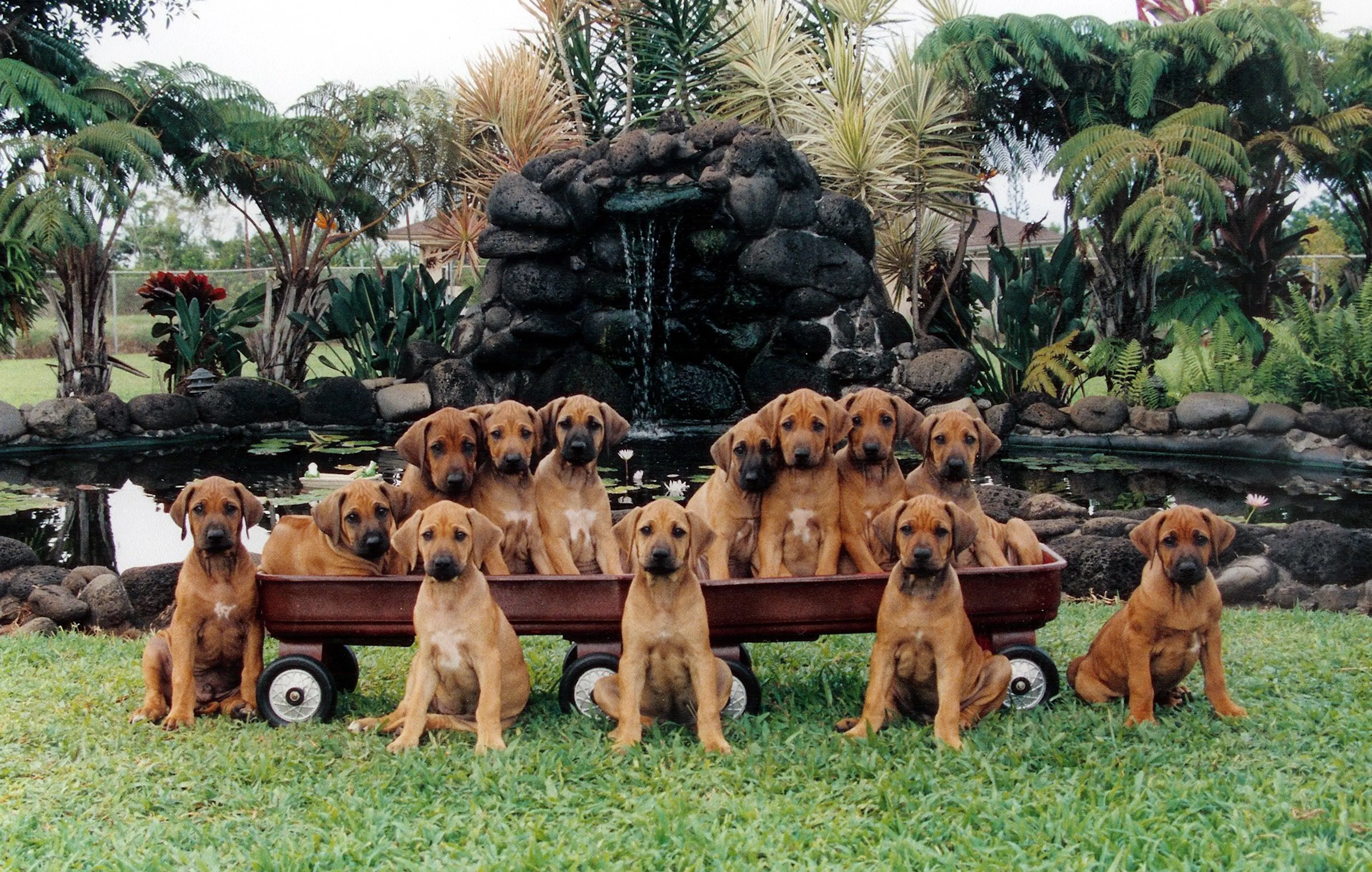 Ridgeback Roxy Hoku and Roxy Litter 2002 - Pupukeadridge Rhodesian Ridgebacks