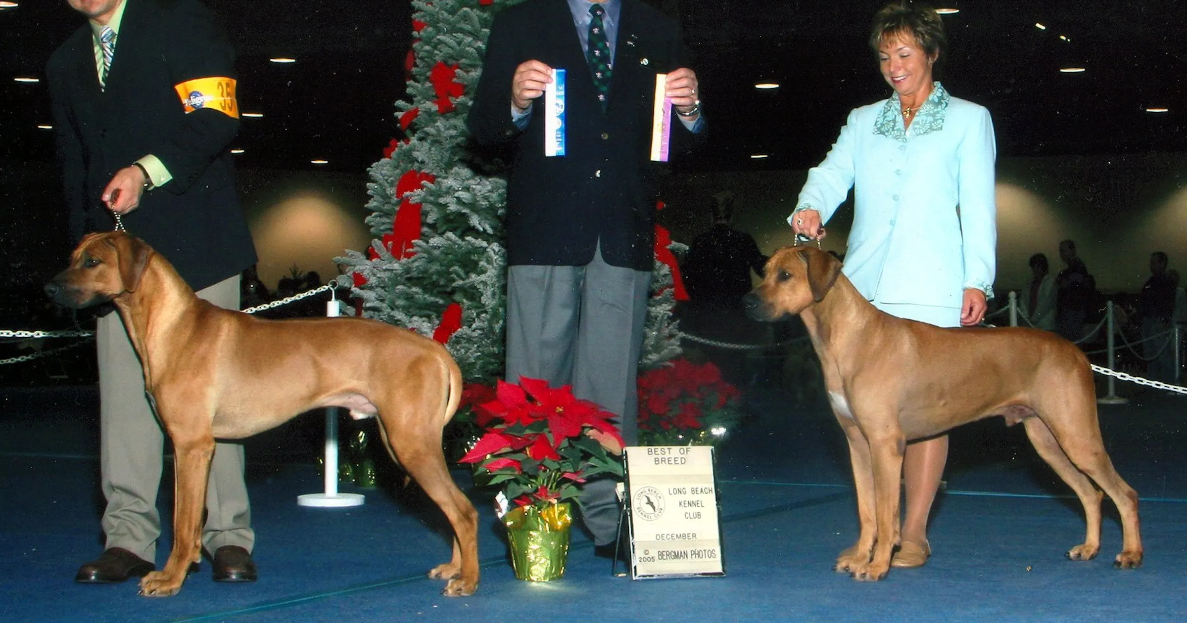 Stoneridge Ridgebacks Conner - Pupukeadridge Rhodesian Ridgebacks