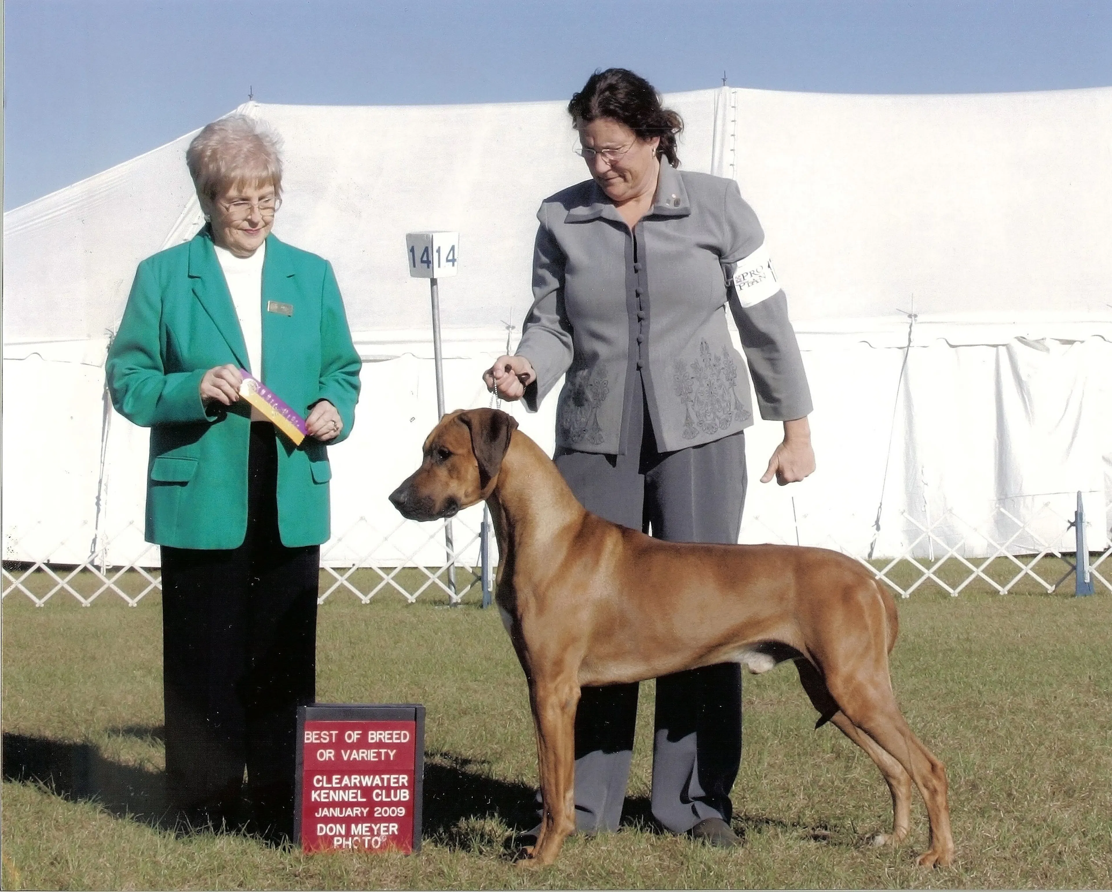 Jen Rudolph Ridgeback Gandalf - Pupukeadridge Rhodesian Ridgebacks