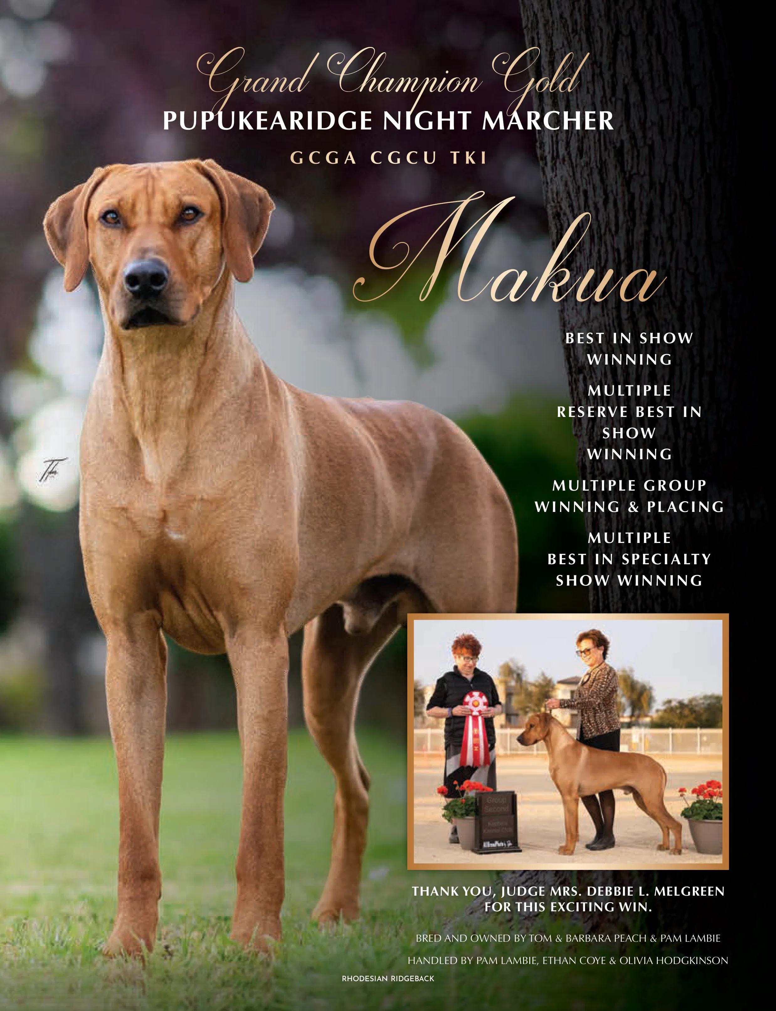 Rhodesian Ridgeback Yogi Welcome To Lumottu Rhodesian Ridgebacks! We