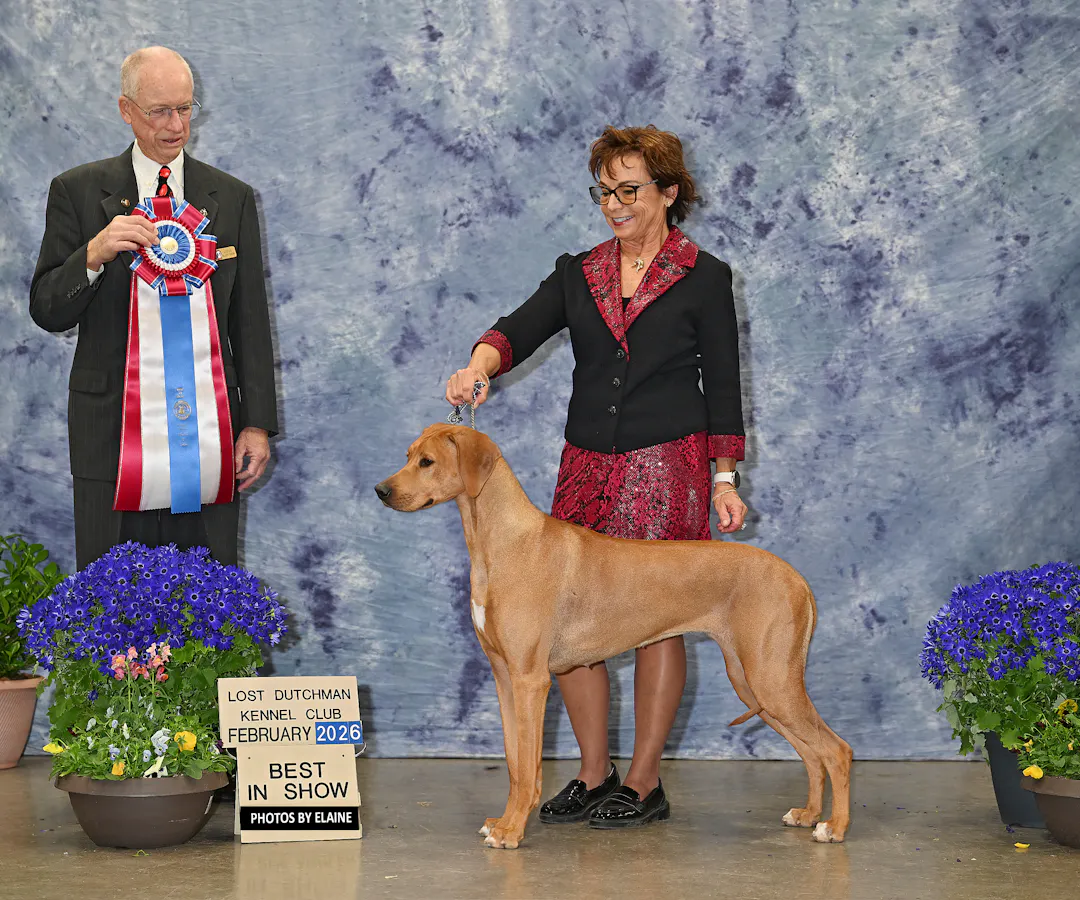 Our Award Winning Rhodesian Ridgebacks - Pupukeadridge Rhodesian Ridgebacks
