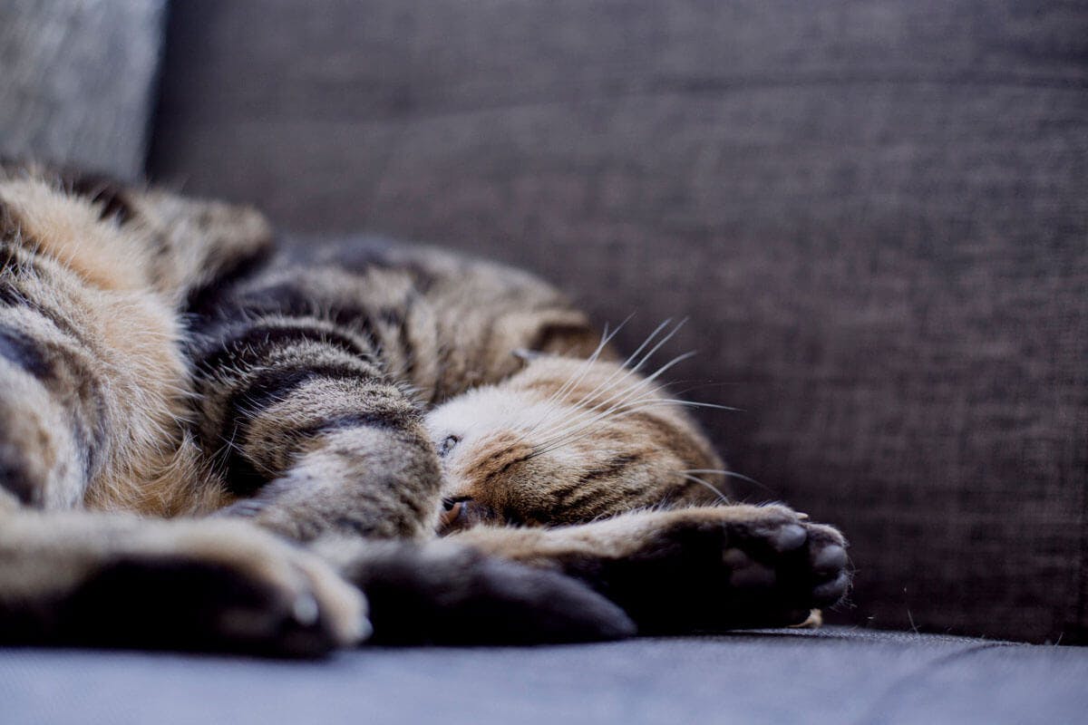 Anti Stress Tipps nehmen auch Katzen ernst