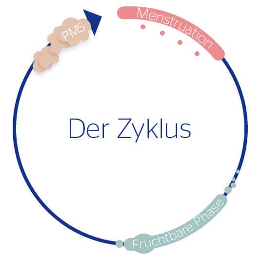 Der weibliche Zyklus
